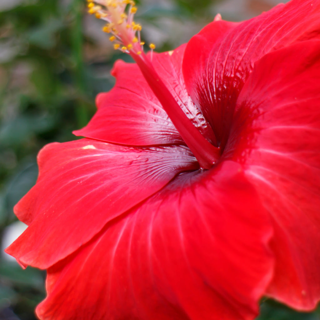 Red Hibiscus and Acai