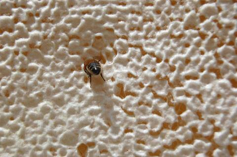 Organic Beeswax Granules White
