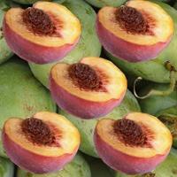 Mango Peach Shea Butter