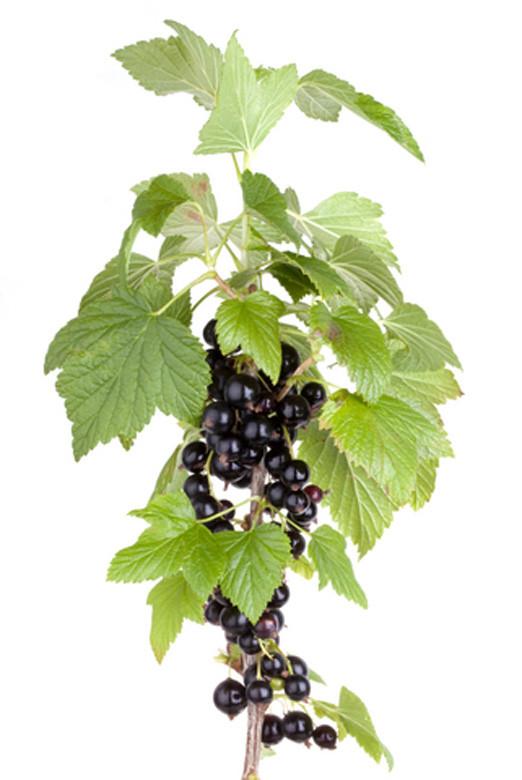 Pure Black Currant Oil 15% GLA