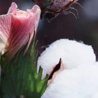Cotton Blossom Scented Shea(U)