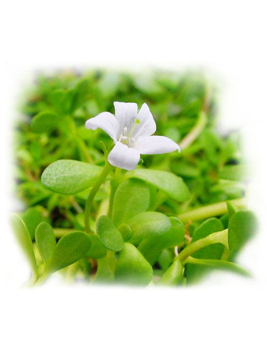 Pure Ayurvedic Brahmi Powder