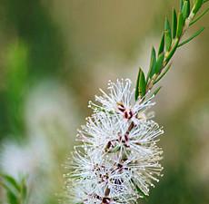Organic Cajeput Essential Oil