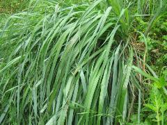 Organic Citronella Essential Oil