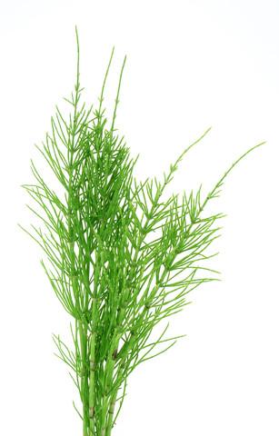 Organic Horsetail Herb Powder (Shavegrass) 100 grams