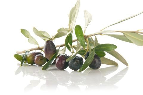 Pure Olive Squalane 2 oz