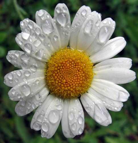 ButterEssentials Lavender Chamomile