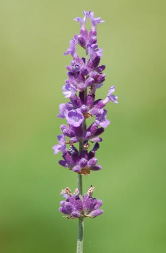 ButterEssentials Lavender