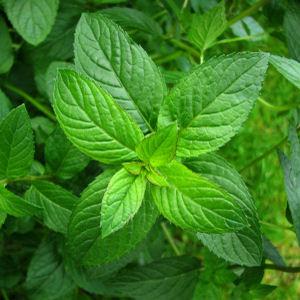ButterEssentials Peppermint