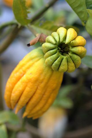Pure Bergamot Essential Oil