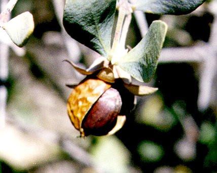 Pure Organic Golden Jojoba Oil