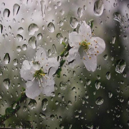 Summer Rain Shea Butter