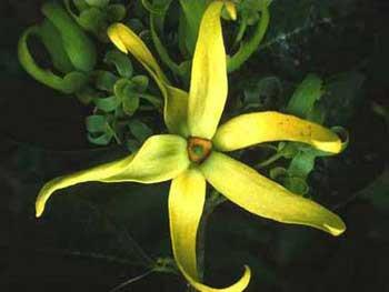 ButterEssentials Ylang Ylang